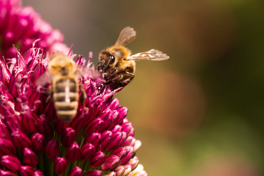 El papel del CBM en el desarrollo social, según Max van Rijswijk